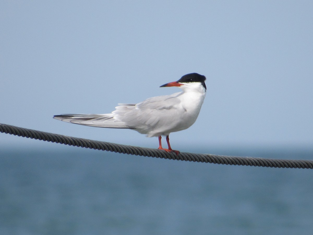 Common Tern - Timothy Blanchard