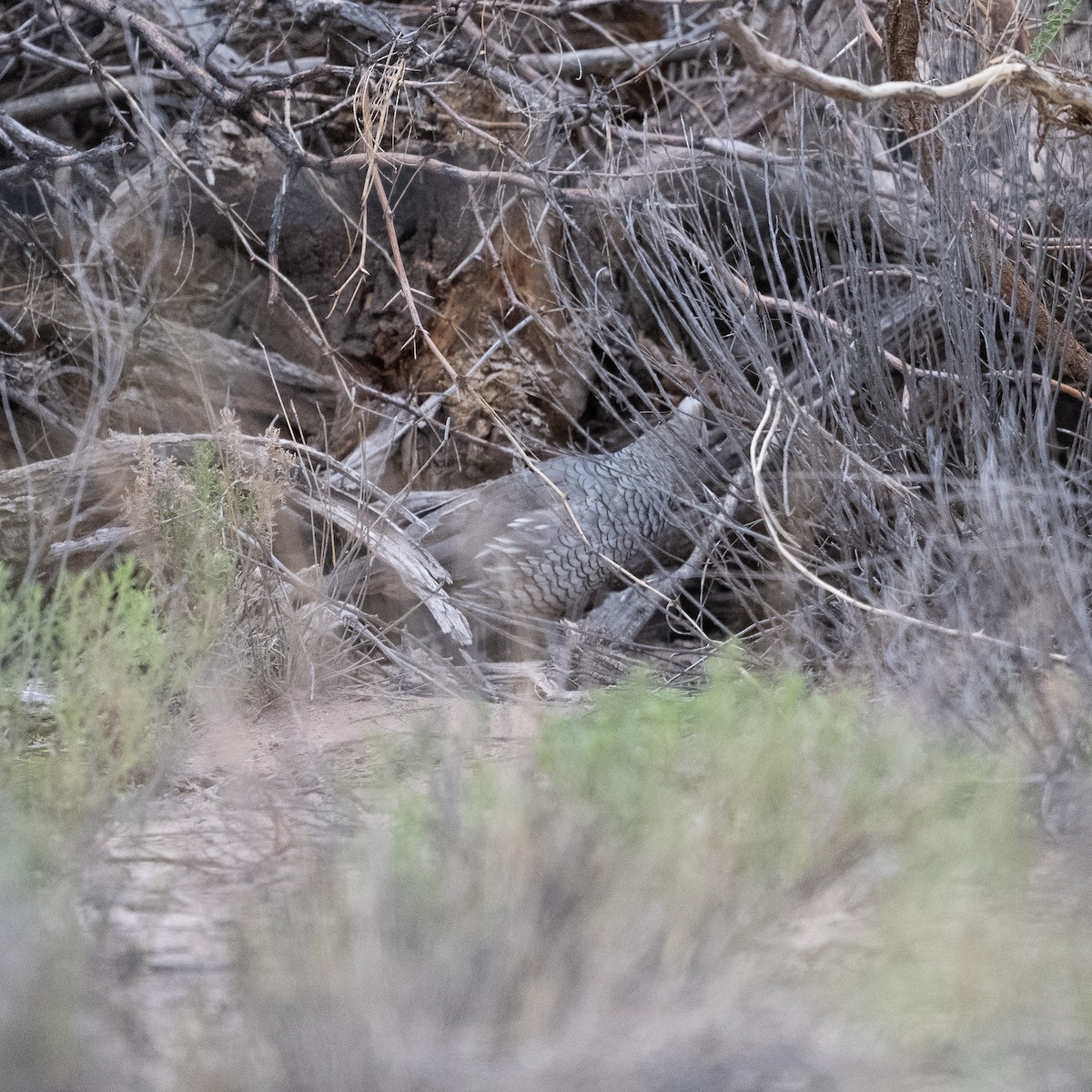 Scaled Quail - ML620415154