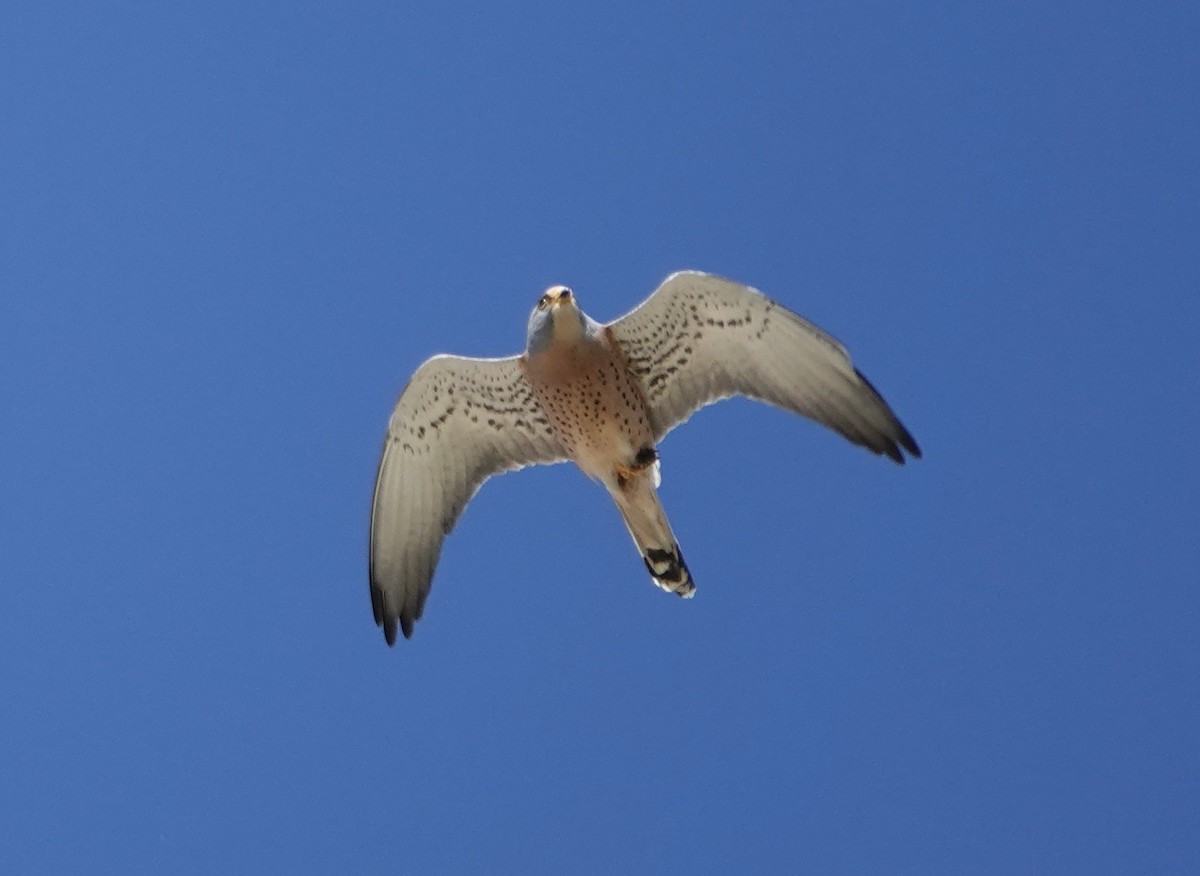 Lesser Kestrel - ML620415156