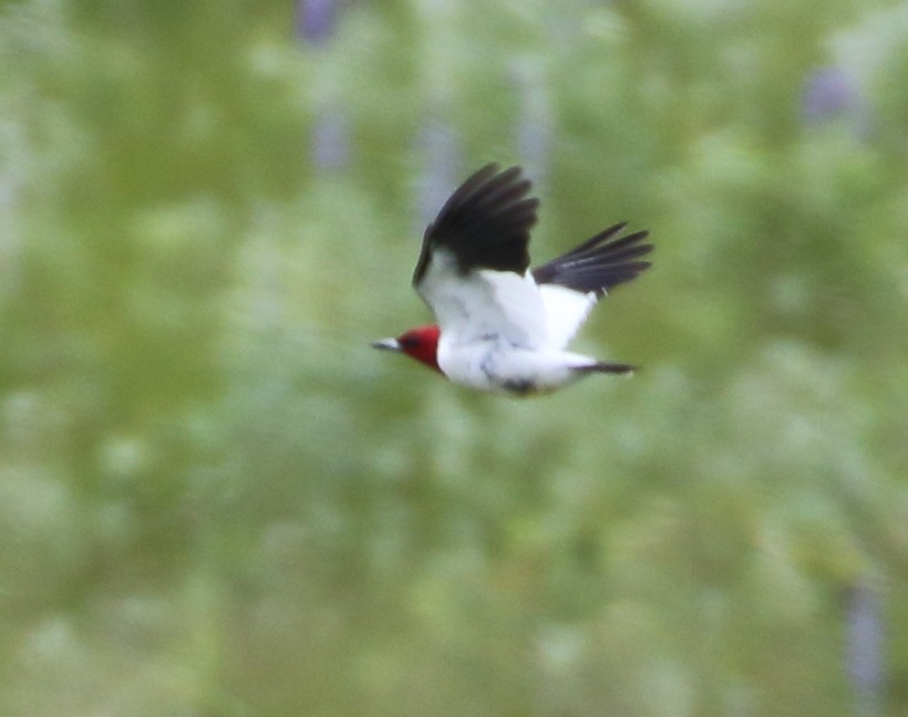 Pic à tête rouge - ML620415162