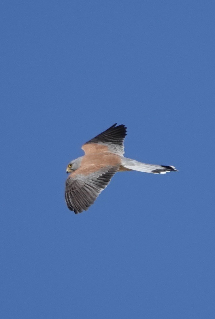 Lesser Kestrel - ML620415163