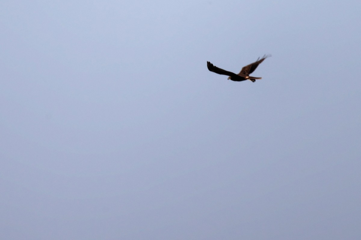 Western Marsh Harrier - ML620415175