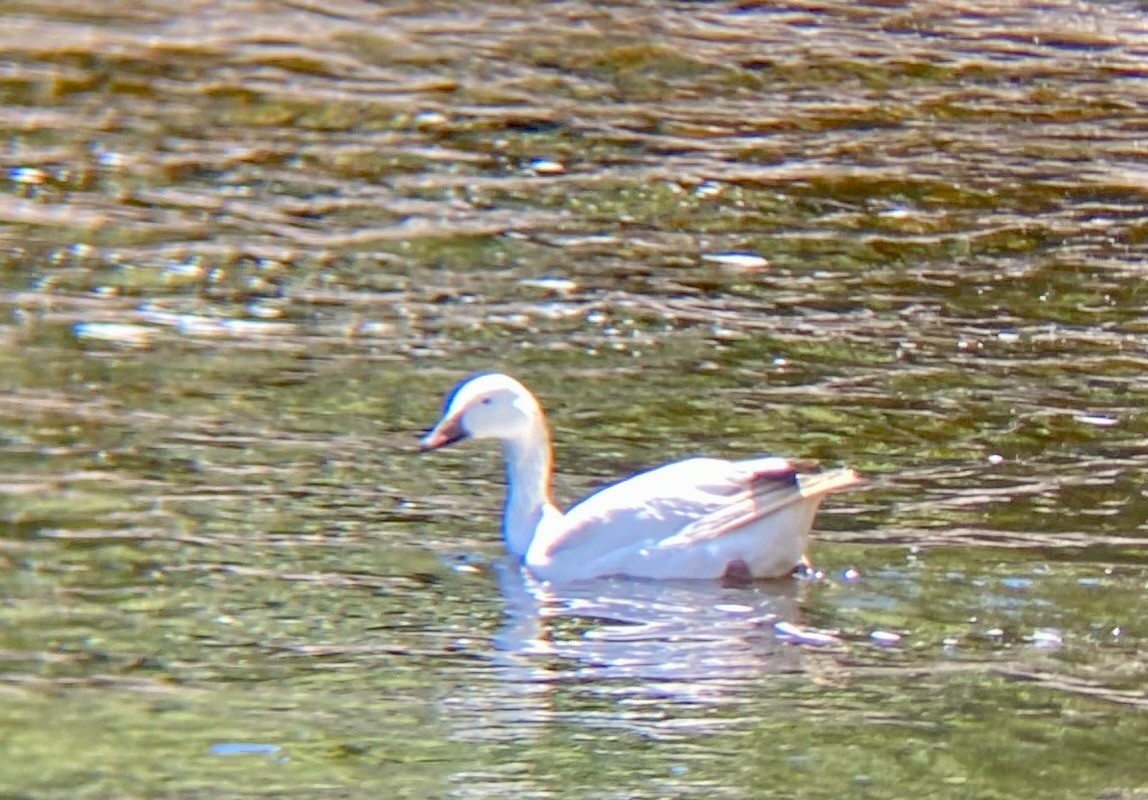 Snow Goose - ML620415188