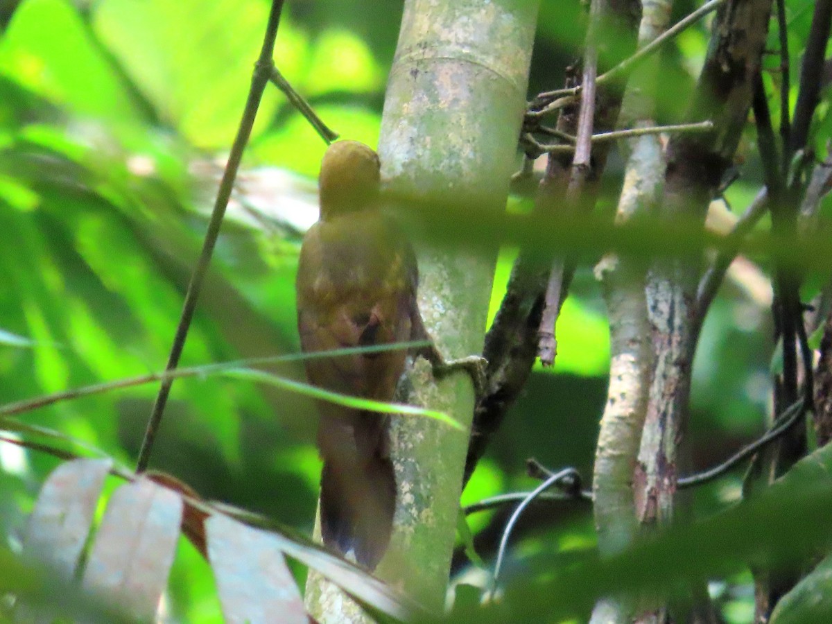 Bamboo Woodpecker - ML620415189