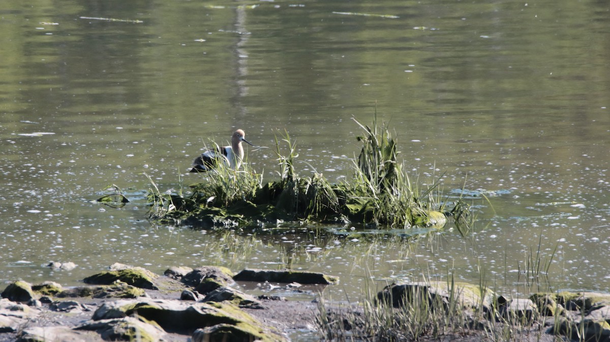 American Avocet - ML620415199