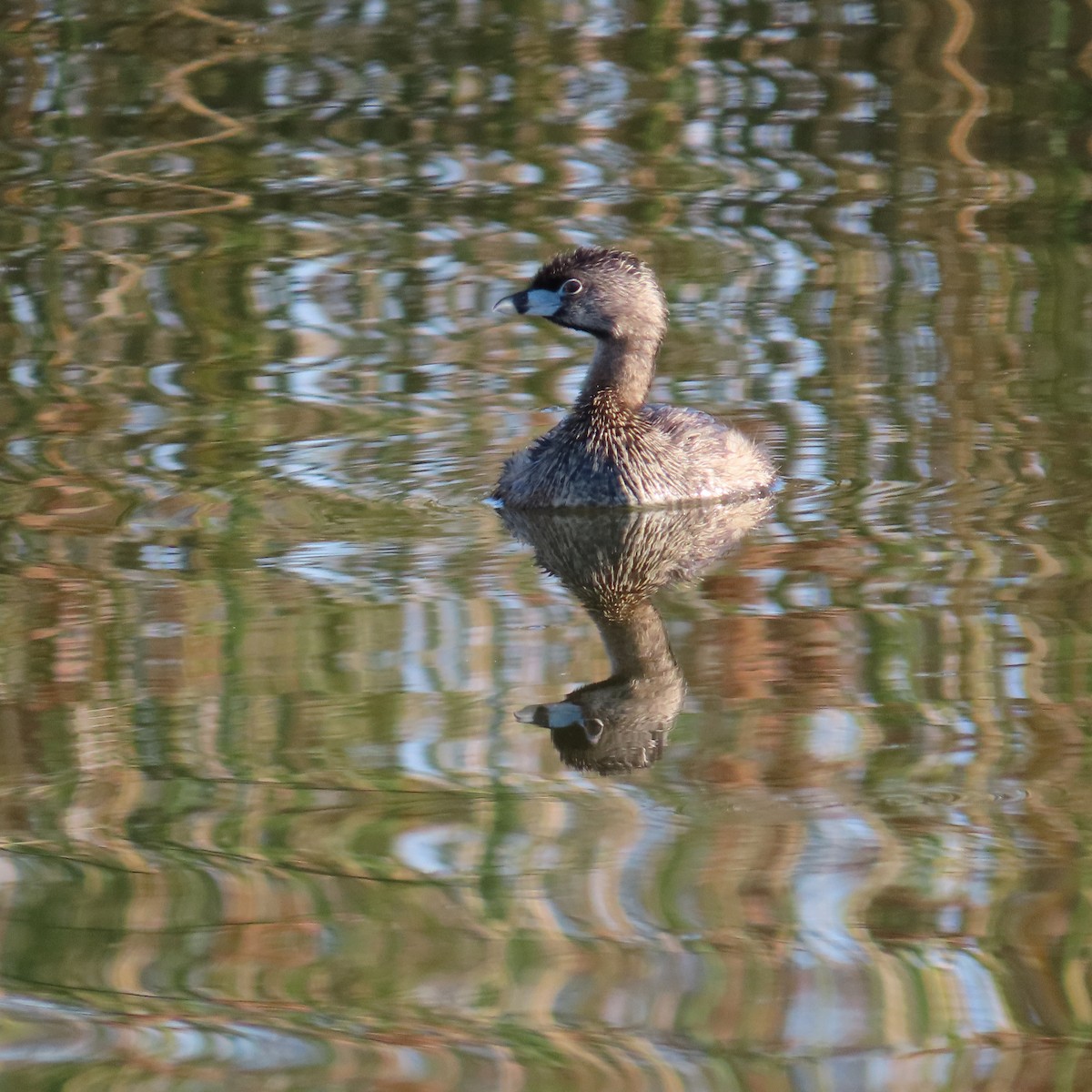 Pied-billed Grebe - ML620415201