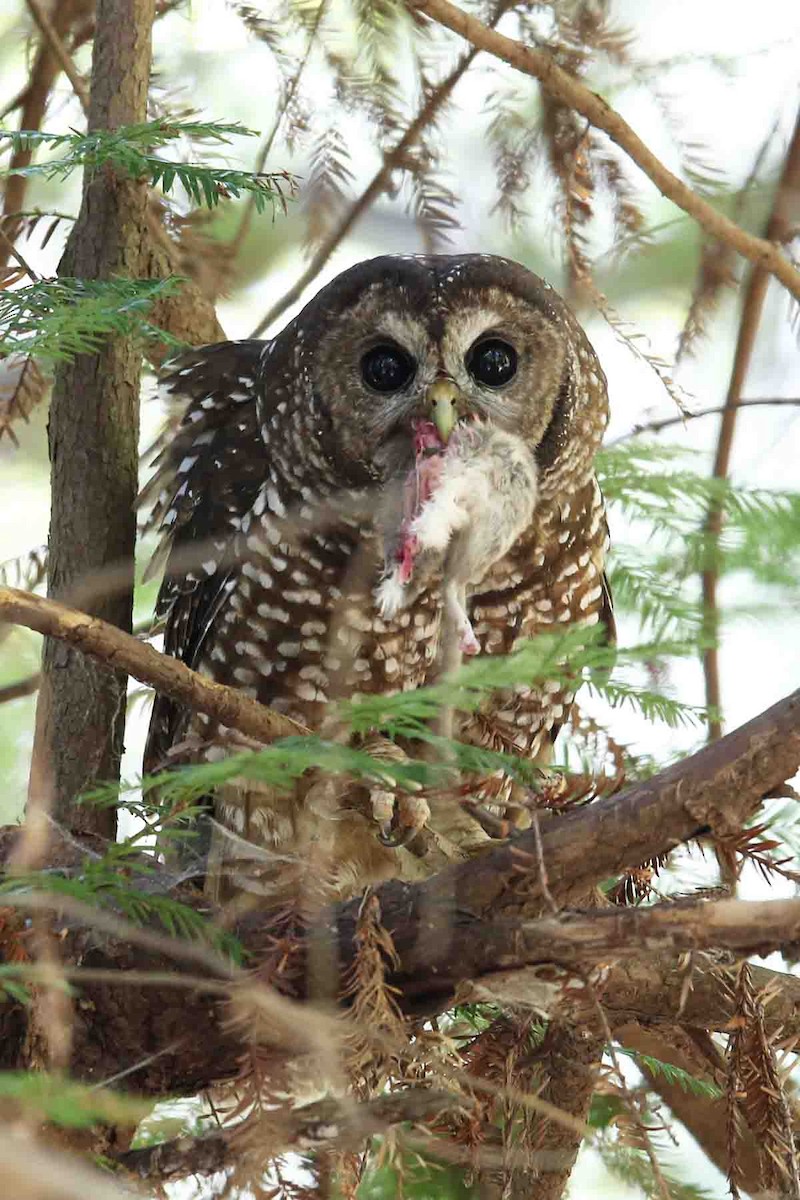 Spotted Owl - ML620415211