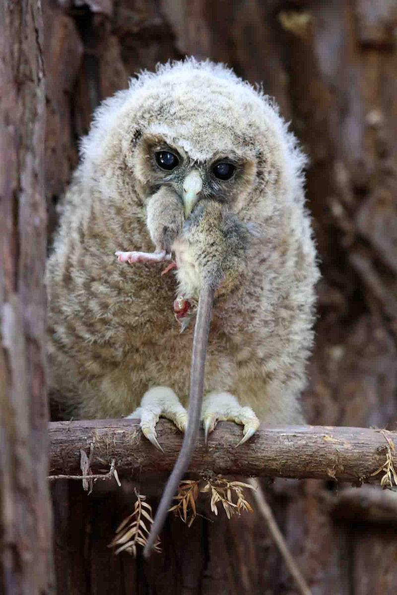 Spotted Owl - ML620415213