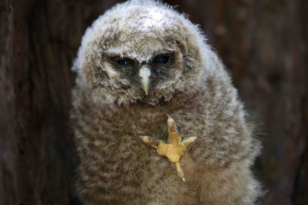 Spotted Owl - ML620415214