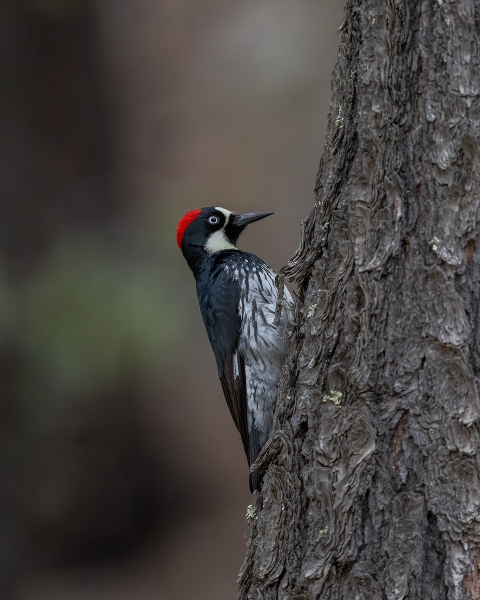 Acorn Woodpecker - ML620415216