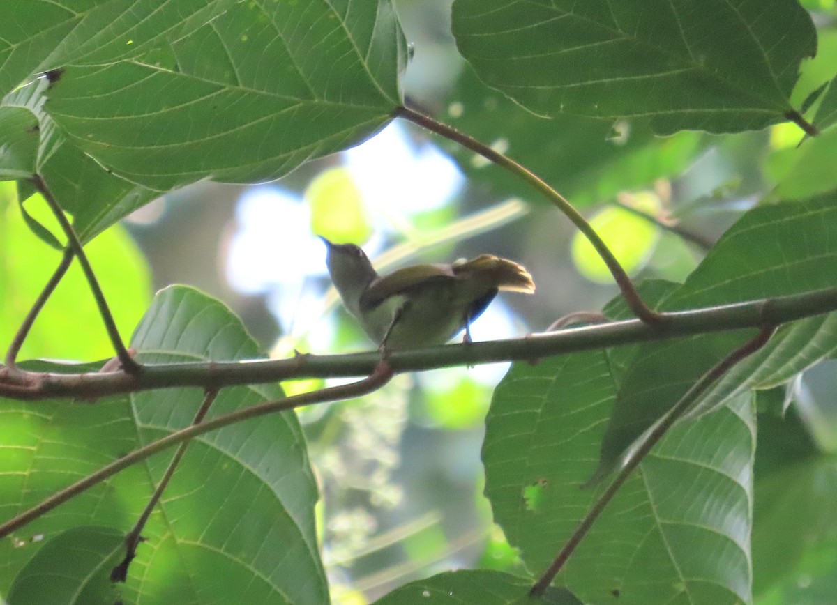 Plain Sunbird - Yoke Kheng _