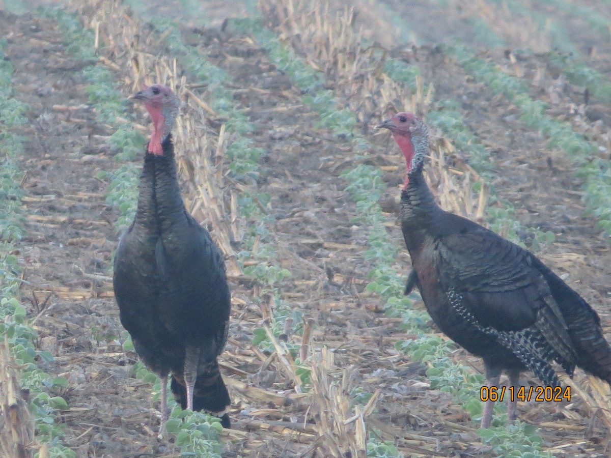 Wild Turkey - ML620415234