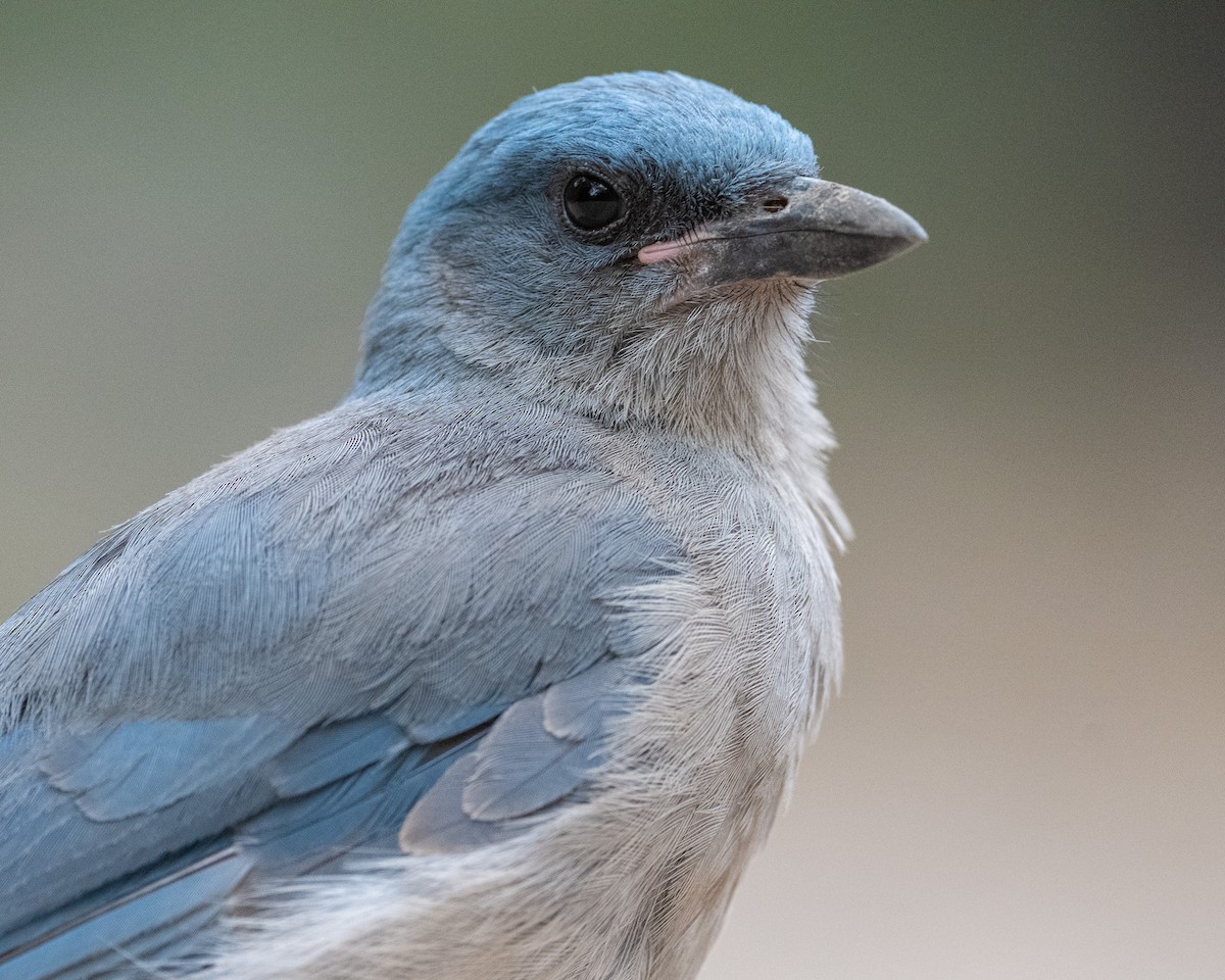 Mexican Jay - ML620415242