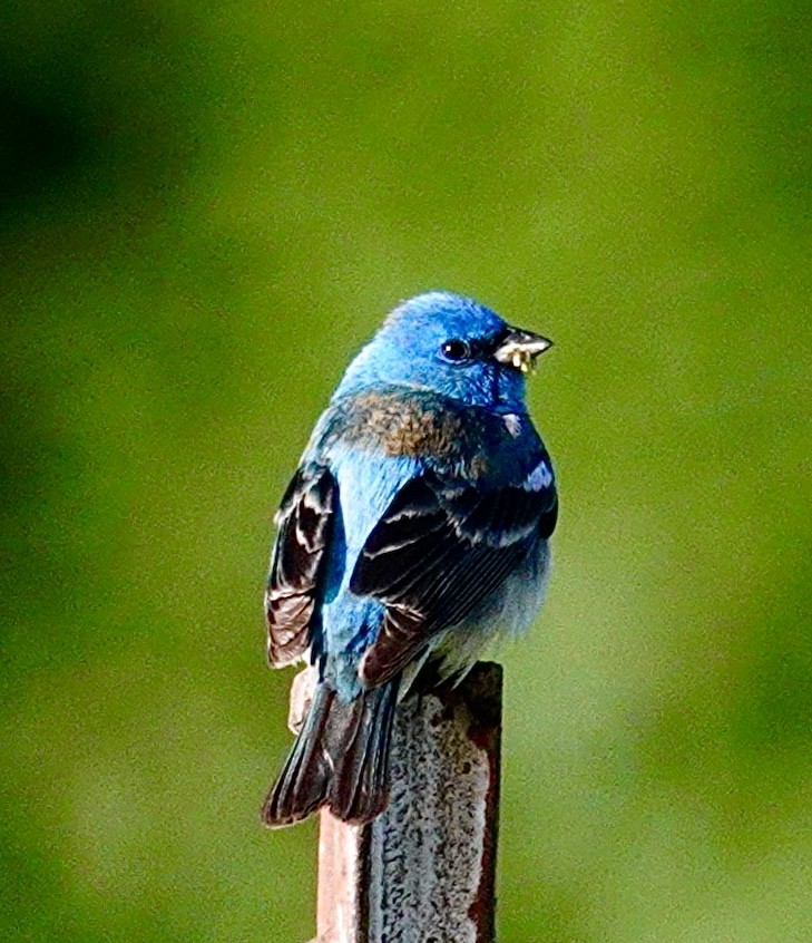 Lazuli Bunting - ML620415243