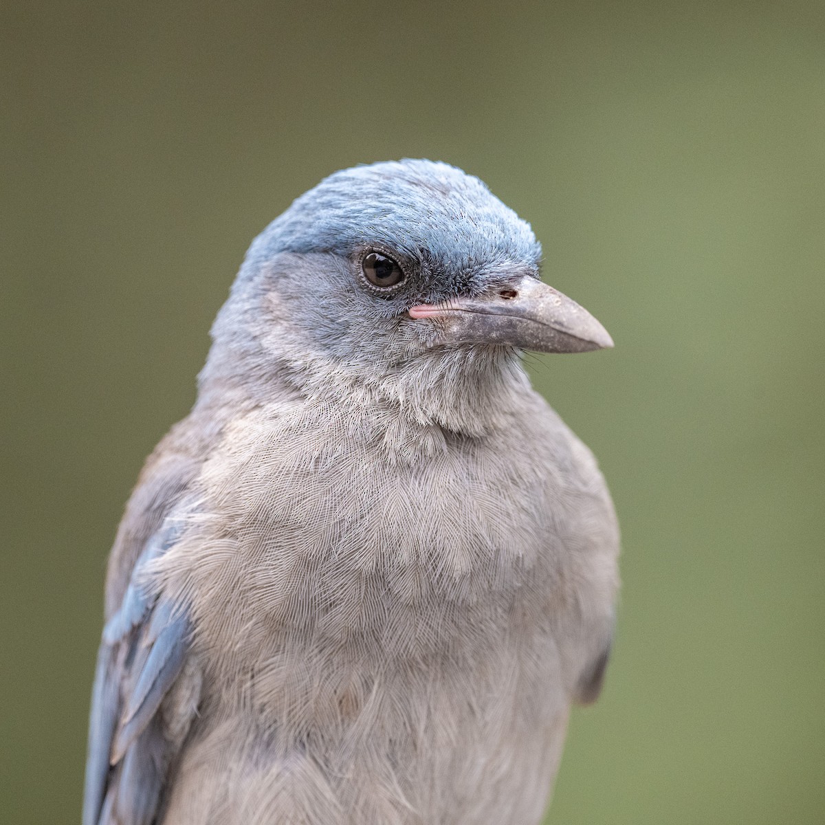 Mexican Jay - ML620415244
