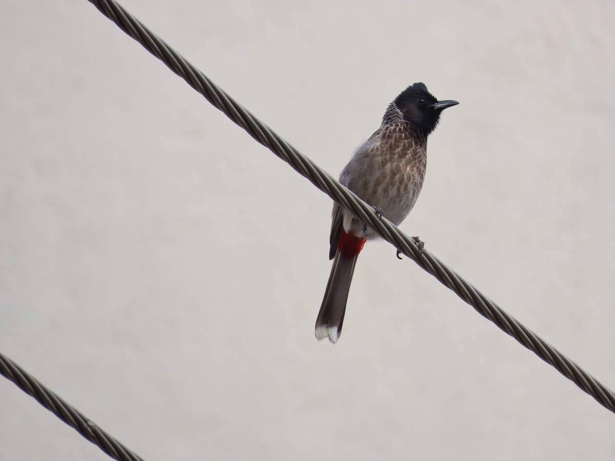 Red-vented Bulbul - ML620415251