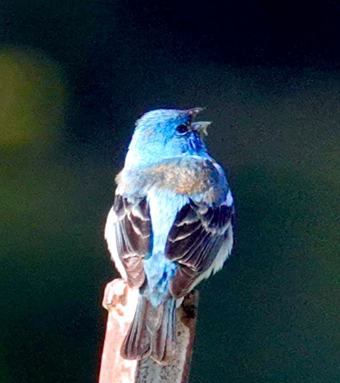 Lazuli Bunting - ML620415258