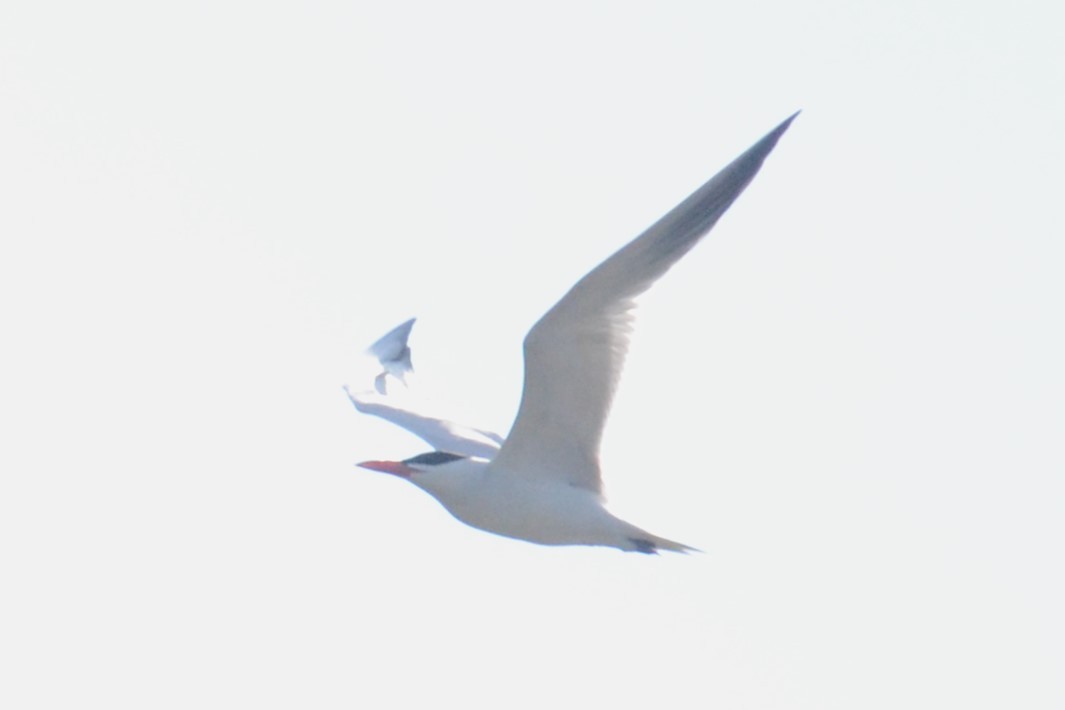 Caspian Tern - ML620415259