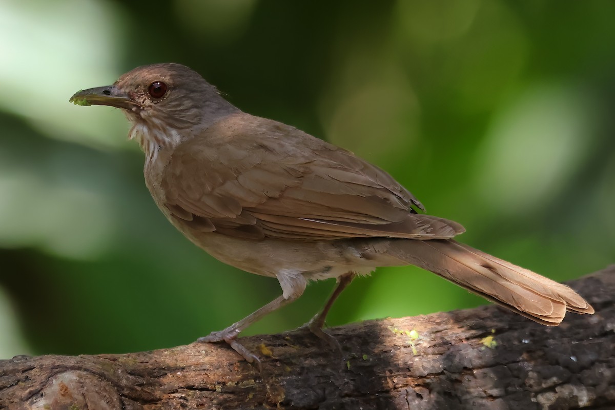 Pale-breasted Thrush - ML620415261