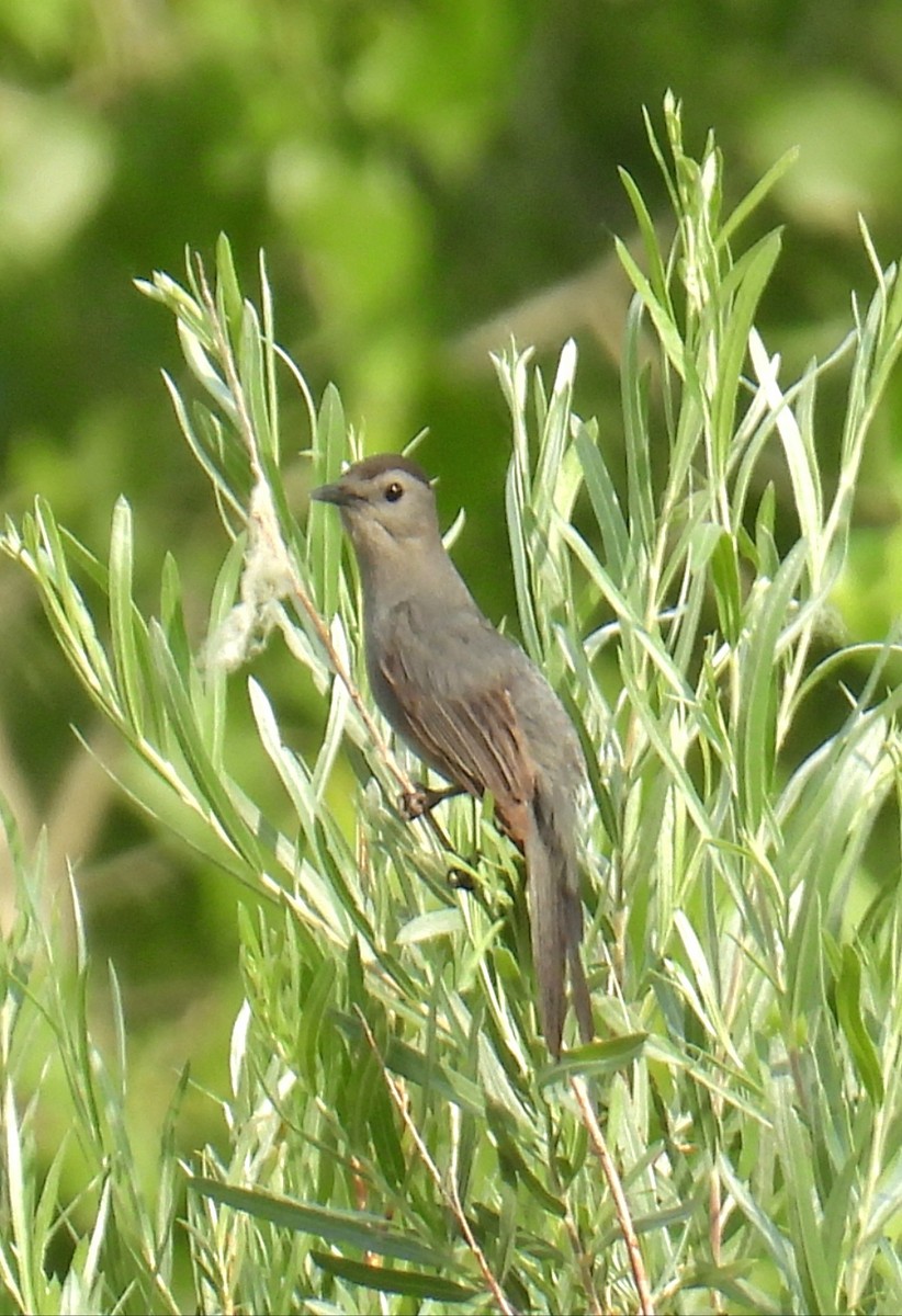 Gray Catbird - ML620415262