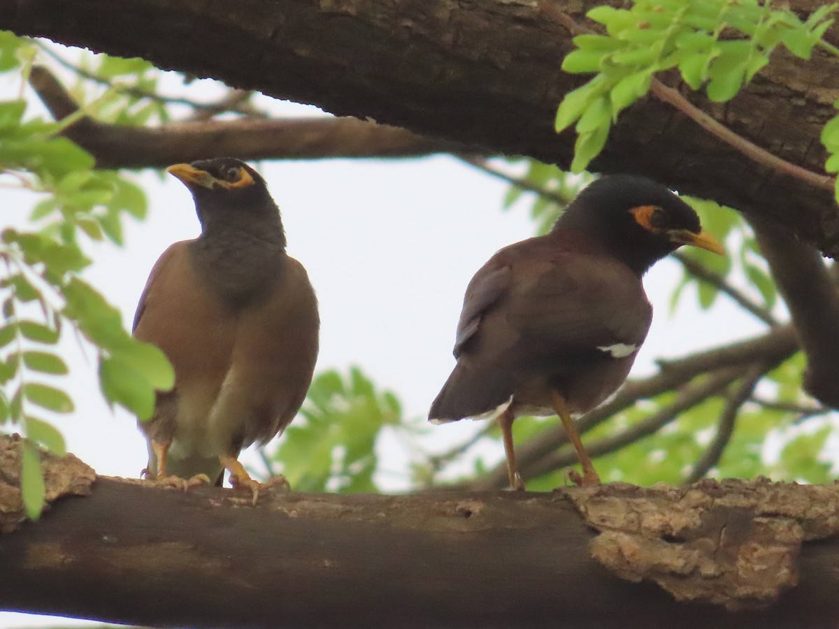 Common Myna - ML620415266