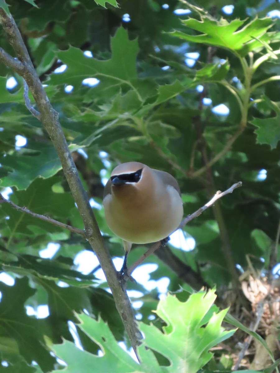 Cedar Waxwing - ML620415269