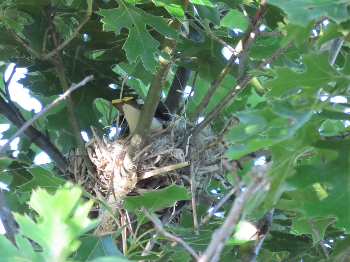 Cedar Waxwing - Collin Smith