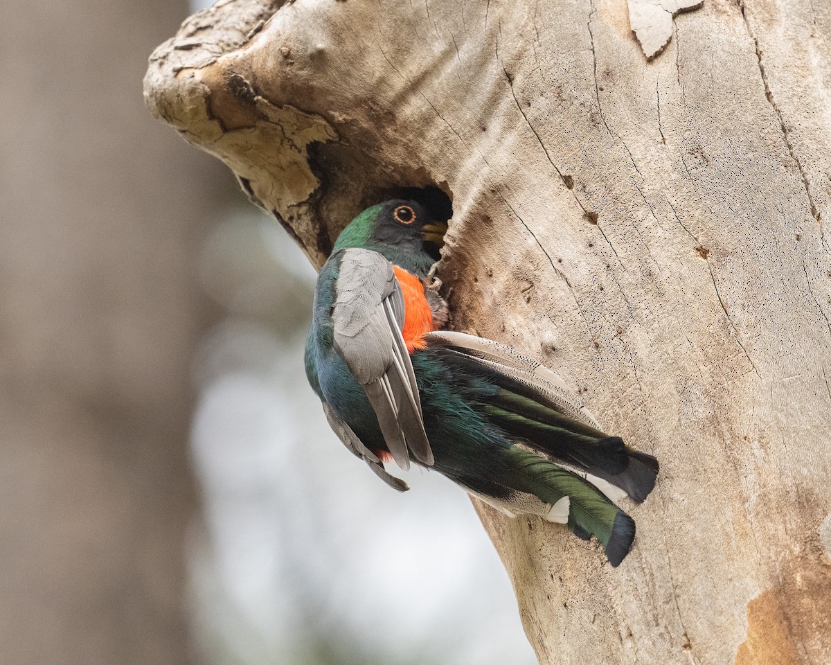 trogon krásný - ML620415285