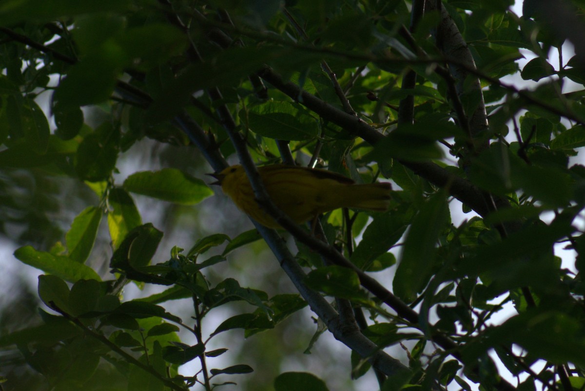 Yellow Warbler - ML620415293