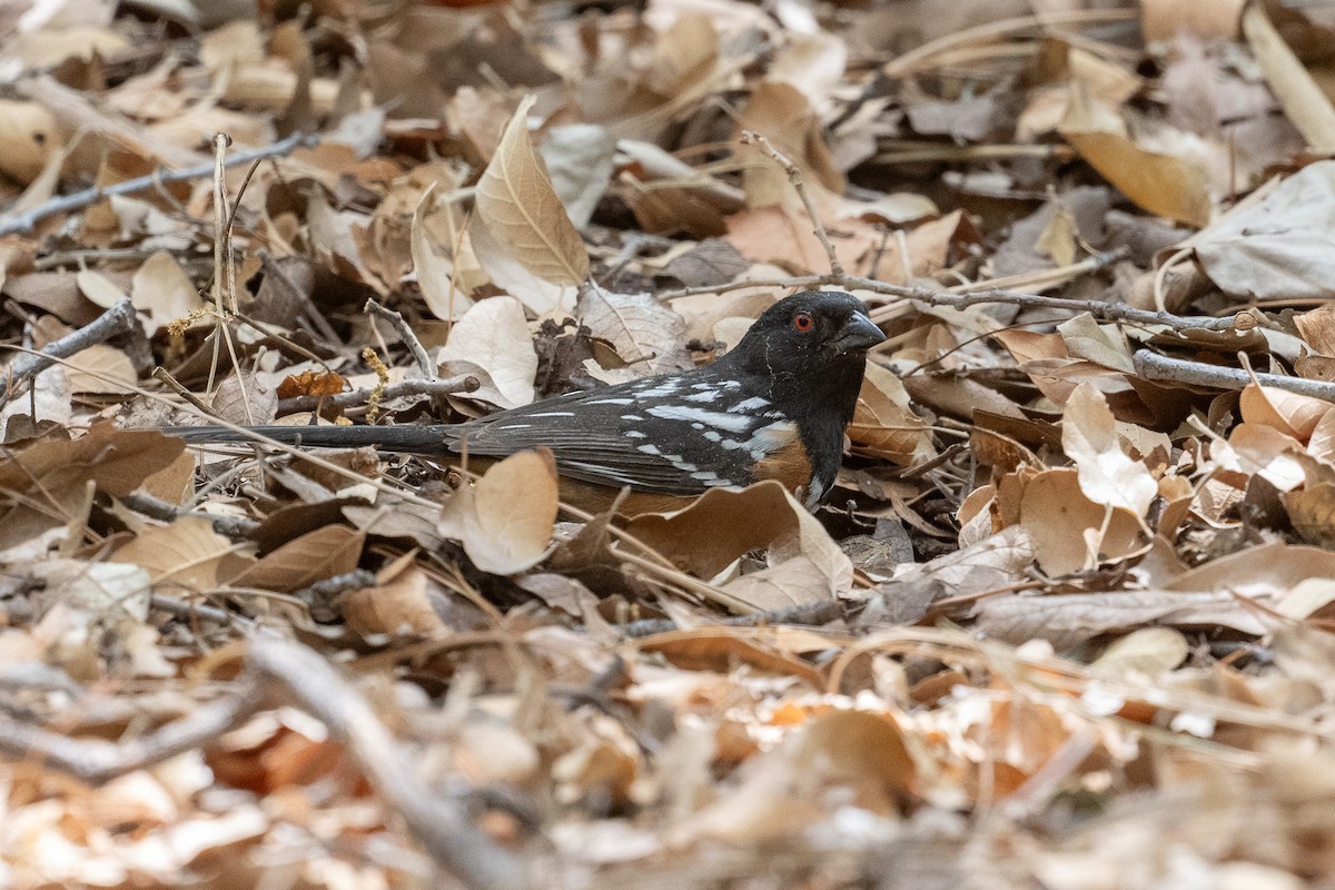 Spotted Towhee - ML620415298