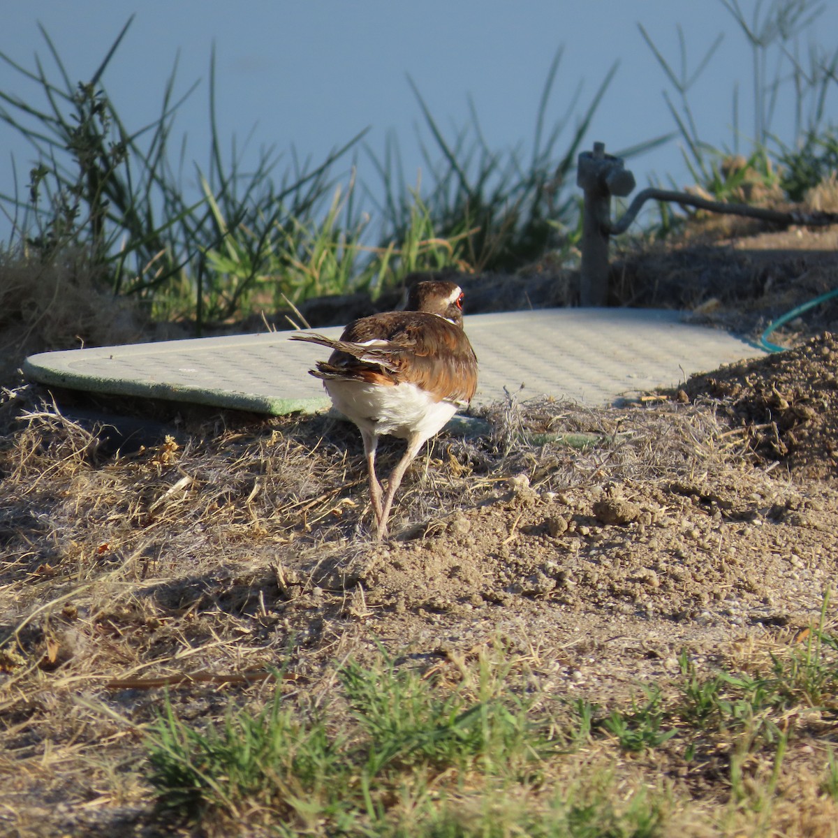 Killdeer - ML620415300