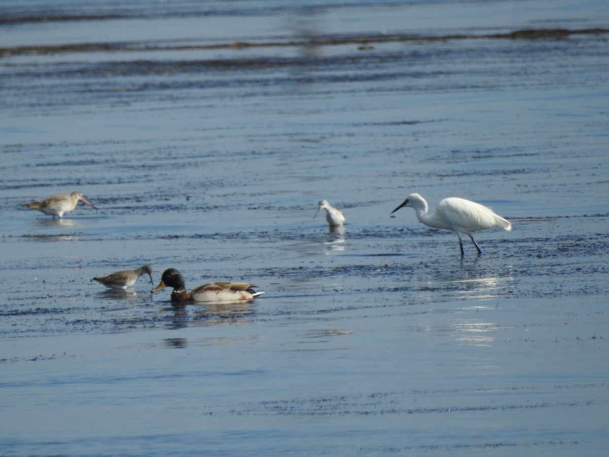 Black-tailed Godwit - ML620415301