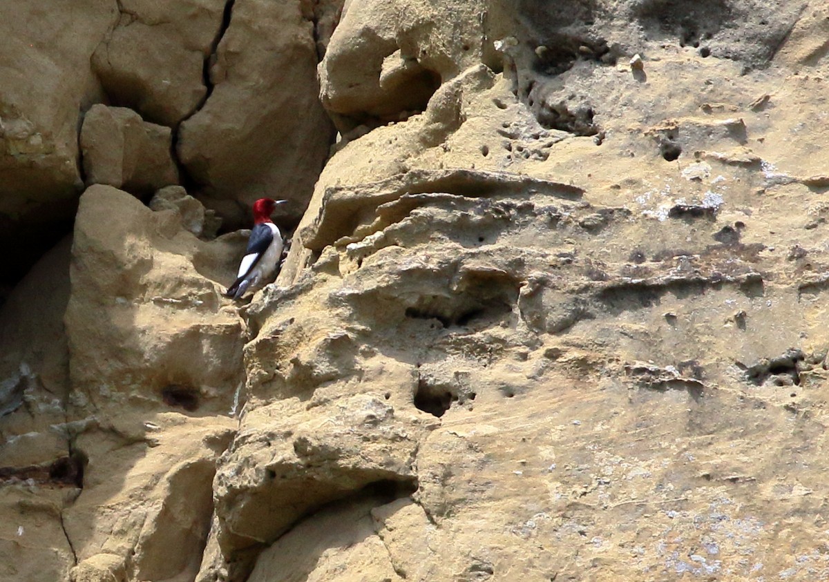 Red-headed Woodpecker - ML620415305