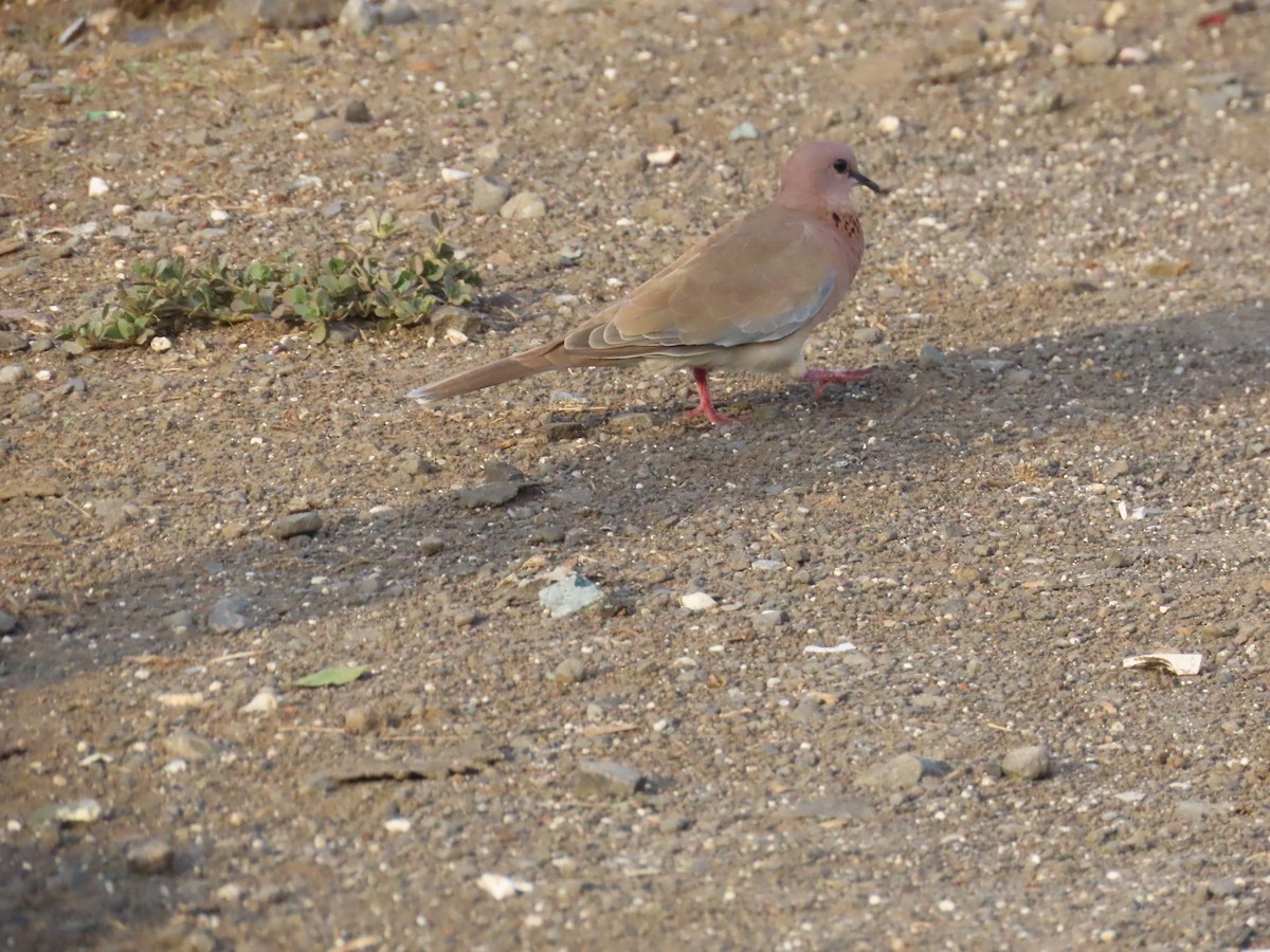 Tórtola Senegalesa - ML620415308