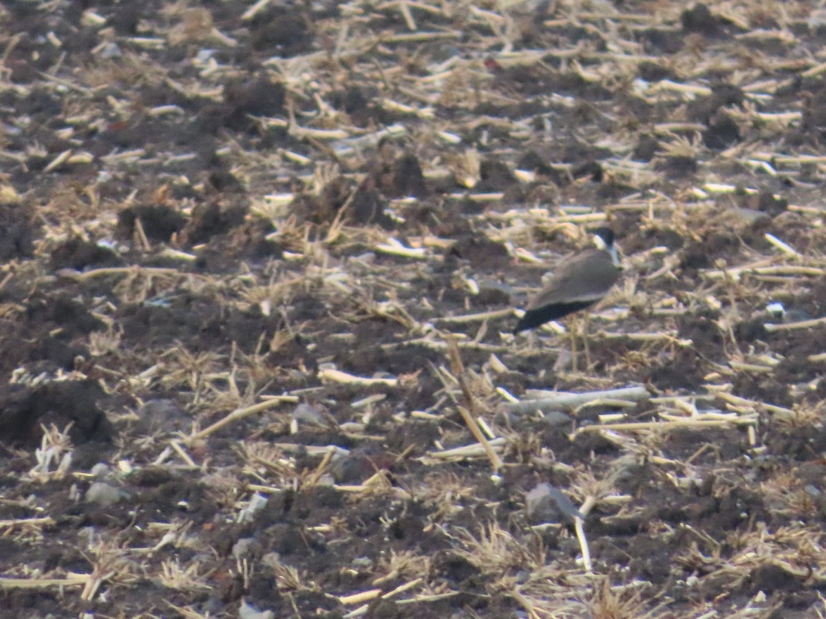 Red-wattled Lapwing - ML620415313