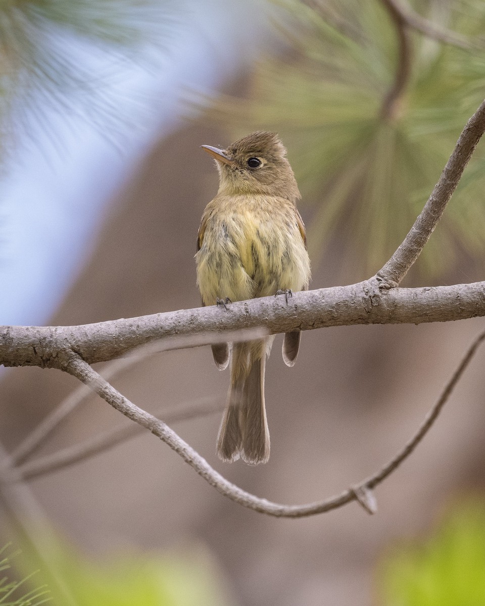 Western Flycatcher (Cordilleran) - Graham Deese