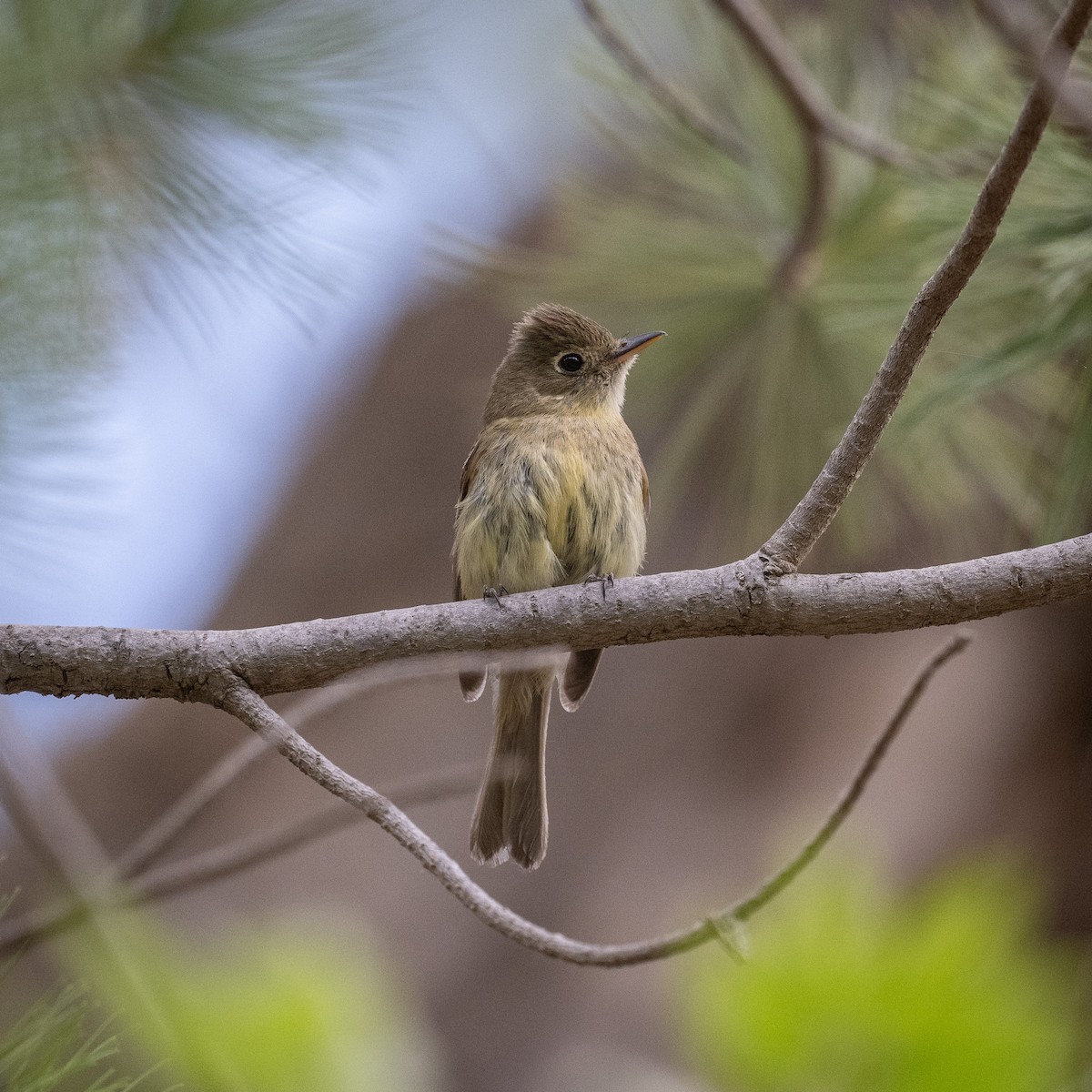 Western Flycatcher (Cordilleran) - ML620415318