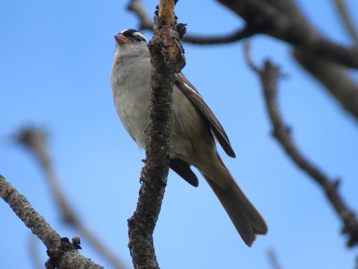 Bruant à couronne blanche (oriantha) - ML620415332