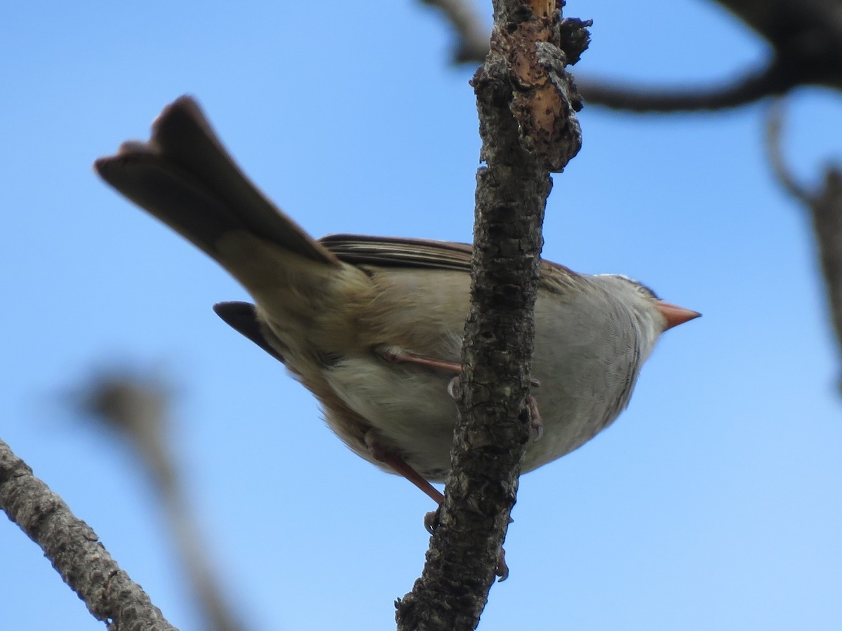 Bruant à couronne blanche (oriantha) - ML620415333