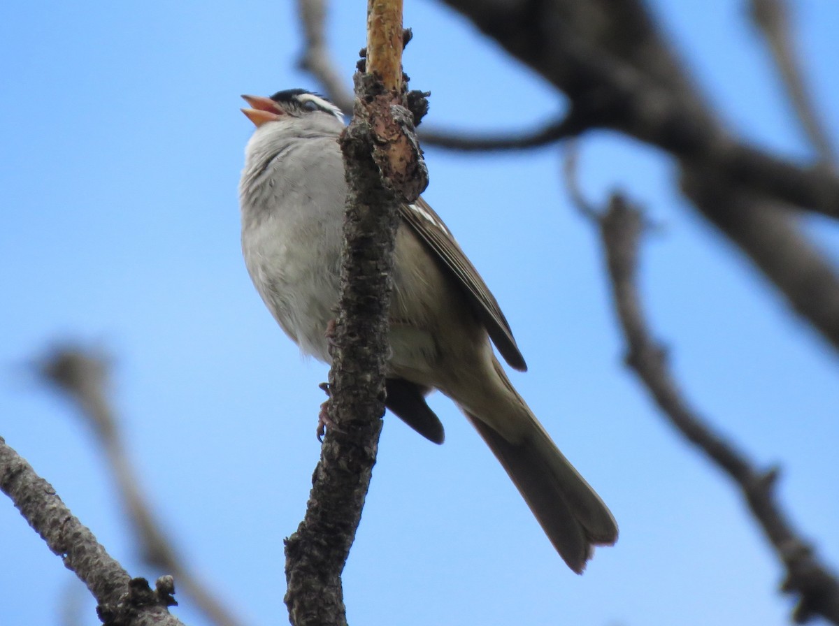 White-crowned Sparrow (oriantha) - ML620415334