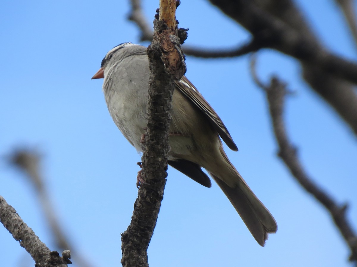 White-crowned Sparrow (oriantha) - ML620415335