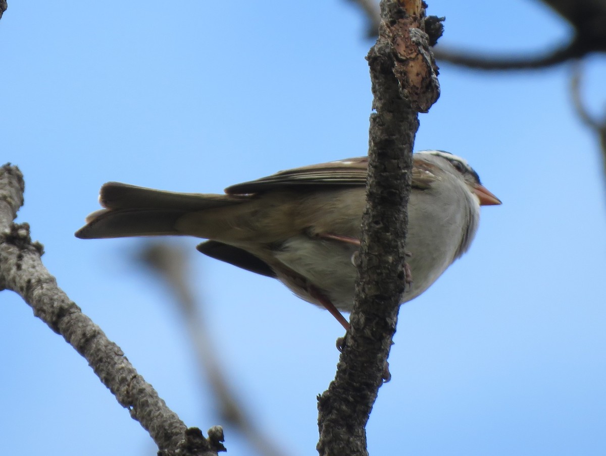 Bruant à couronne blanche (oriantha) - ML620415336