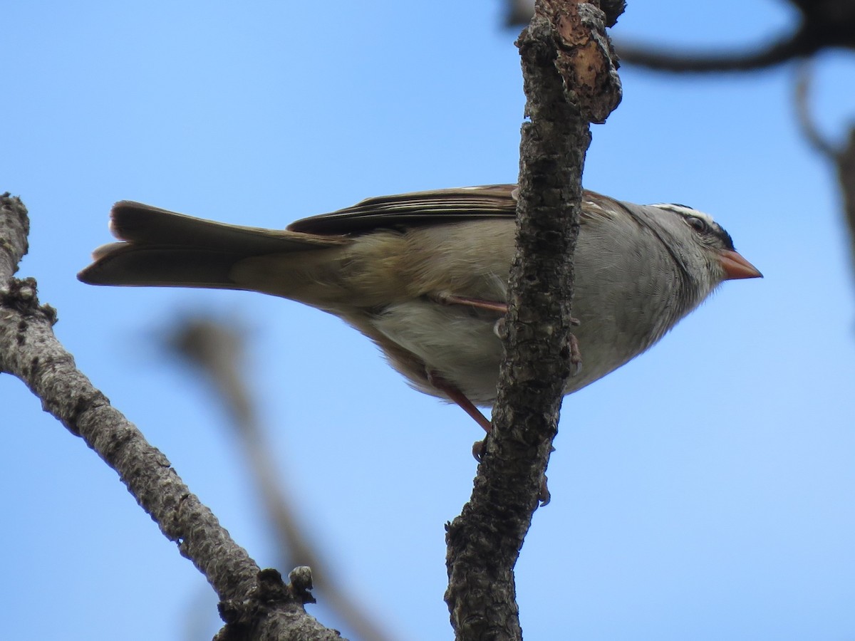 Bruant à couronne blanche (oriantha) - ML620415338