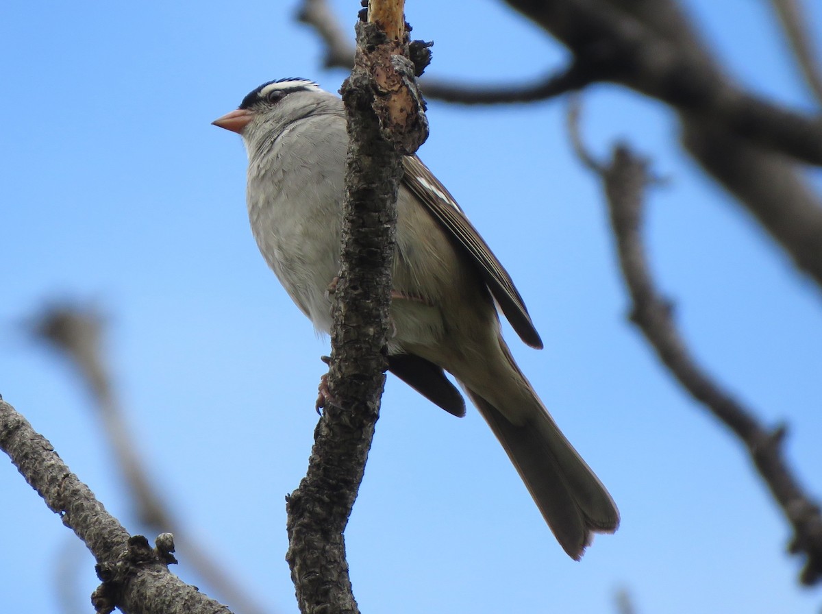 White-crowned Sparrow (oriantha) - ML620415339