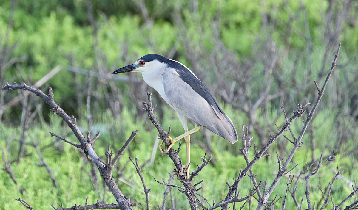 Black-crowned Night Heron - ML620415353