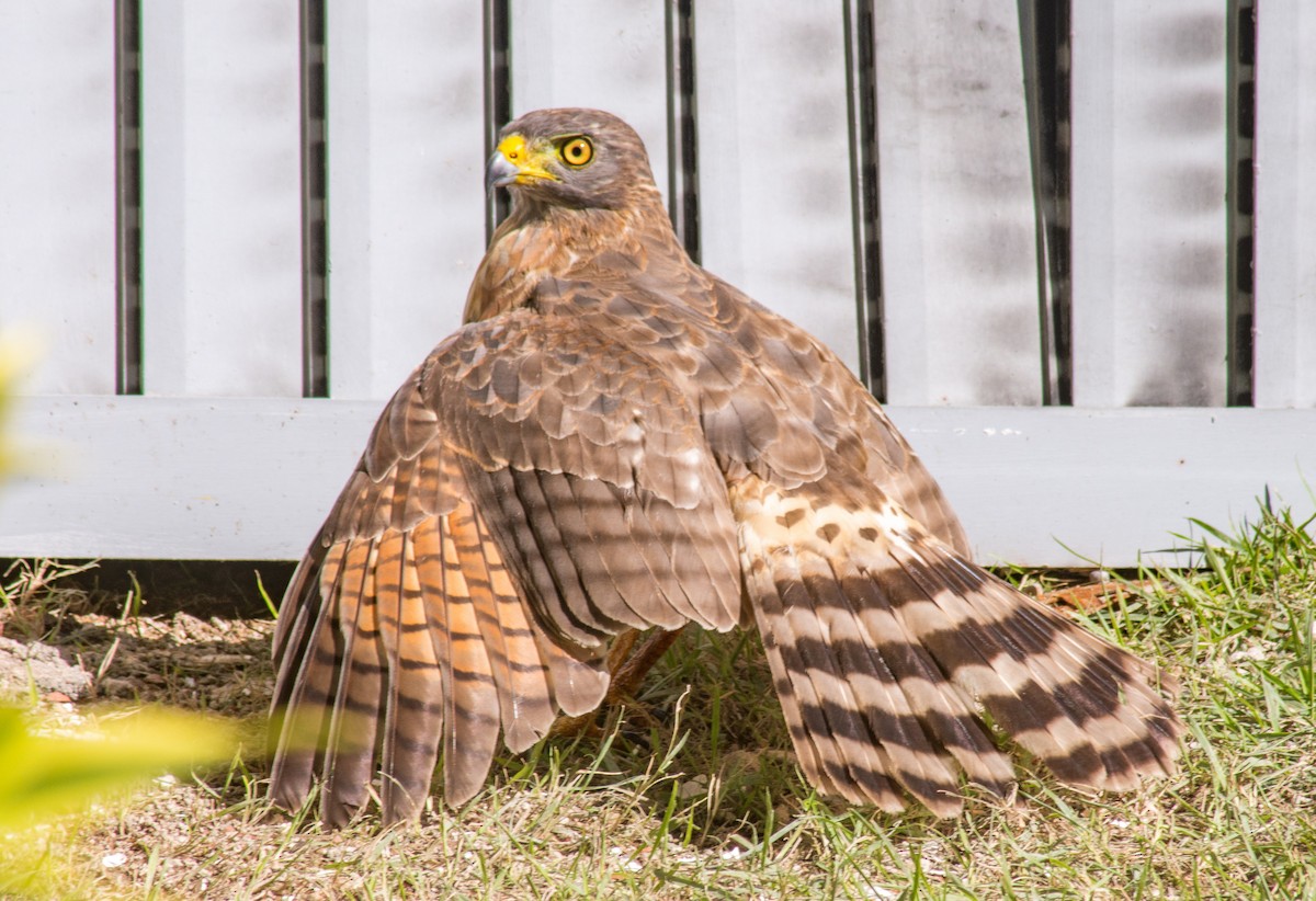 Roadside Hawk - ML620415382