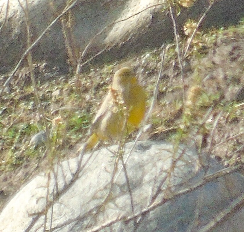 Greater Yellow-Finch - ML620415398