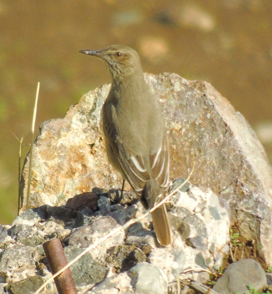 Black-billed Shrike-Tyrant - ML620415403