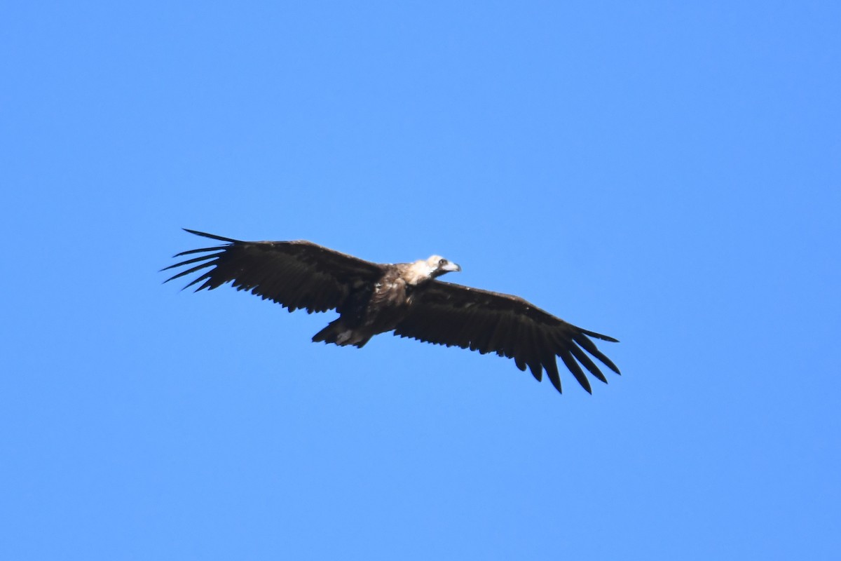 Cinereous Vulture - ML620415405