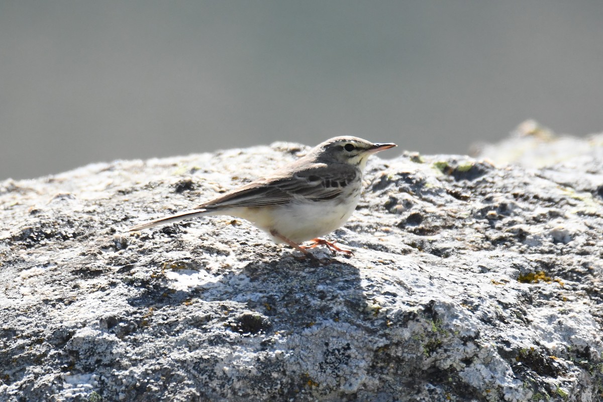 Tawny Pipit - ML620415408